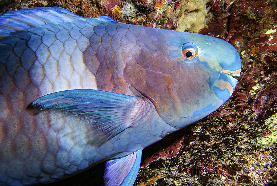 Parrotfish